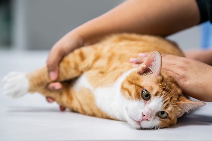 Veterinario revisando el estado de un gato con lipidosis hemática