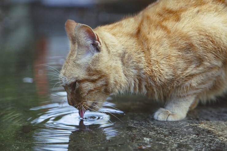 gato bebiendo agua de un charco