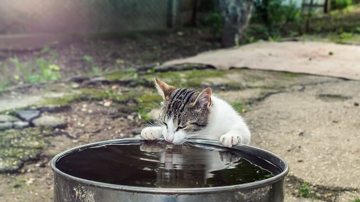 Gato bebiendo agua de una maceta en el jardín