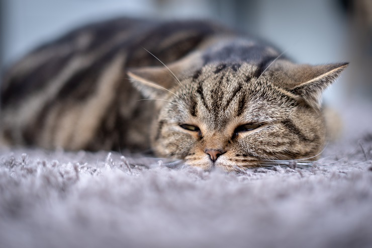 gato enfermo durmiendo en la alfombra