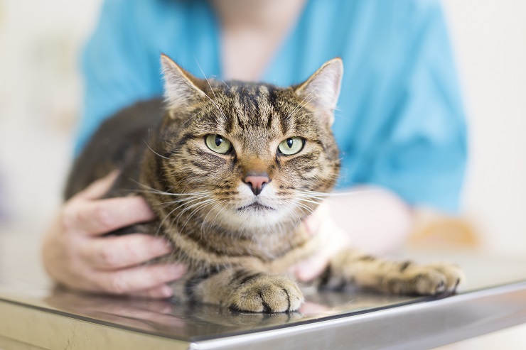 Imagen que muestra a un veterinario interactuando con un gato durante una visita veterinaria.