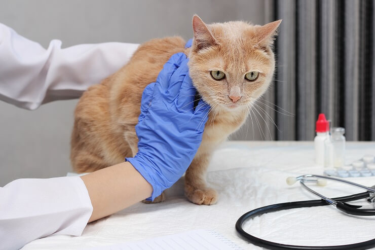 Revisión veterinaria de un gato con lipidosis hepática