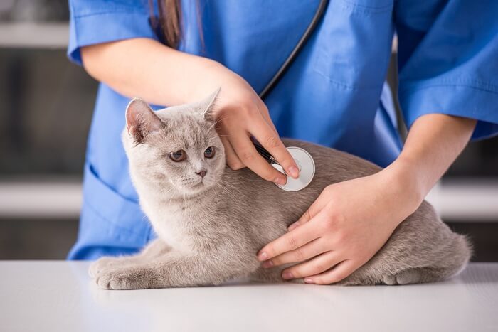 Gato recibiendo atención veterinaria con un veterinario atento