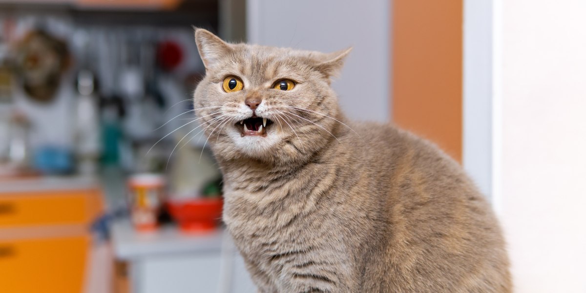 Un gato que aparece en la imagen con una expresión ronca.