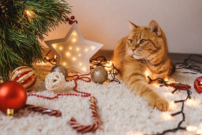 Un gato travieso causando caos cerca de un árbol de Navidad.