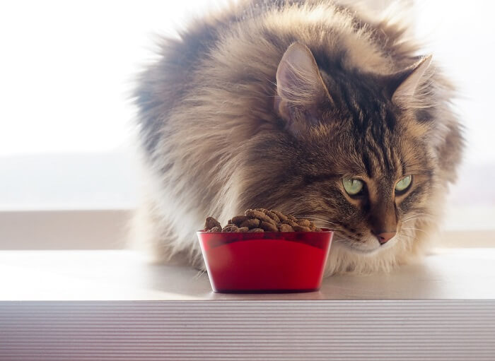 gato comiendo comida