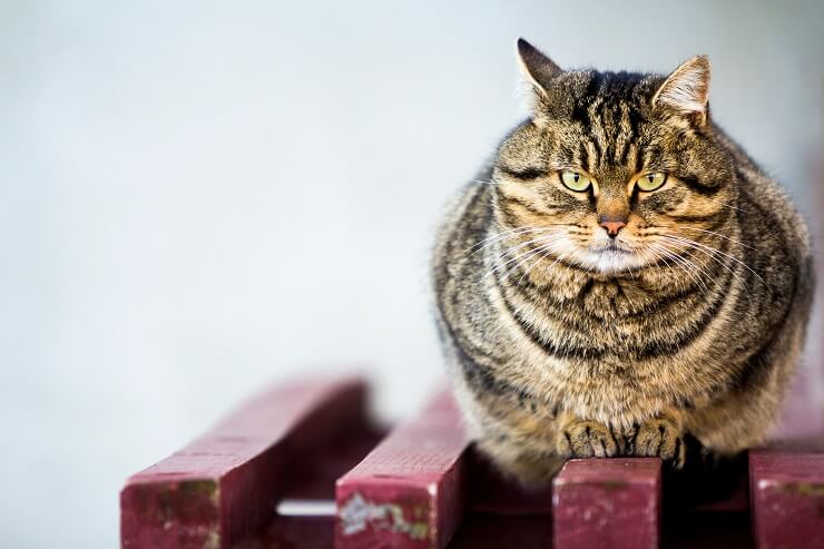 Un gato con sobrepeso u obesidad, resaltando el problema de la obesidad felina y la importancia de una dieta saludable.