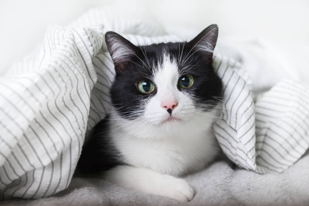 Imagen destacada de un gato que respira con dificultad