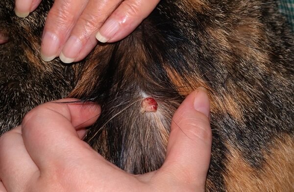 Tumor de piel Histiocitoma en el cuello de un gato