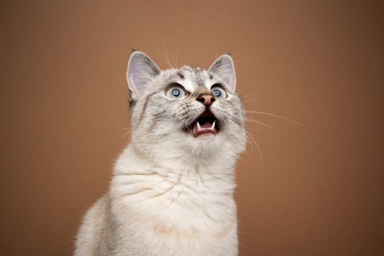 ¿Qué es el parloteo de los gatos y por qué lo hacen?