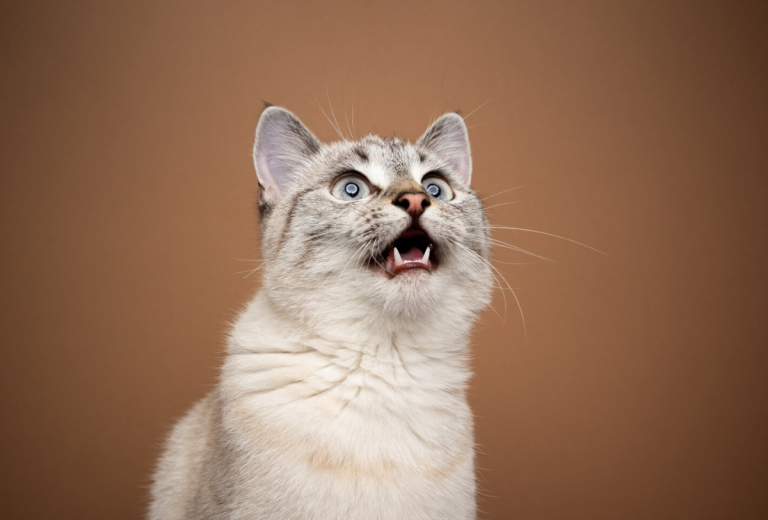 ¿Qué es el parloteo de los gatos y por qué lo hacen?