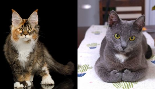 9 Cosas que probablemente no sabías sobre los gatos polidáctilos