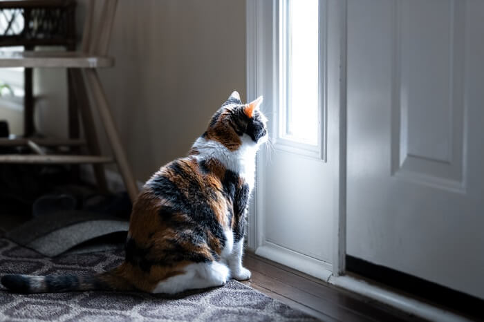 Imagen que muestra un triste gato calicó.