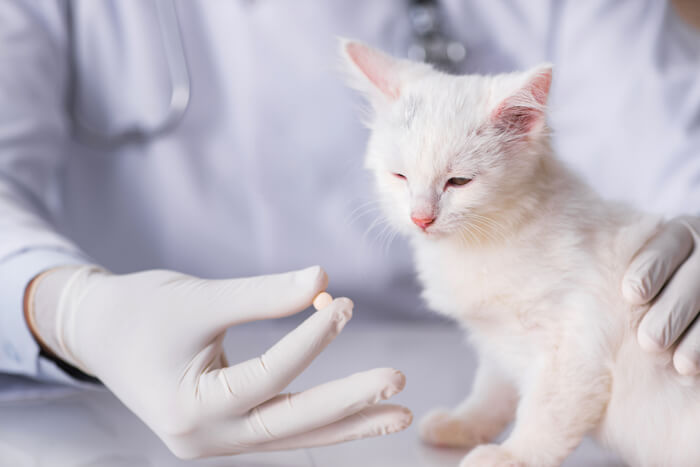 Veterinario administrando pastillas al gato