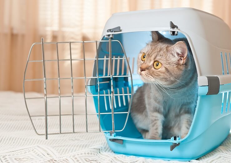 gato sentado en un transportín