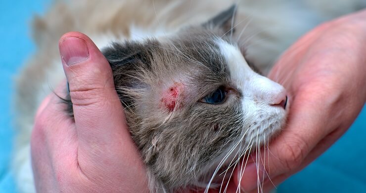 Un recipiente con medicamento o tratamiento para enfermedades de la piel en gatos, que posiblemente indique una solución para problemas dermatológicos felinos.