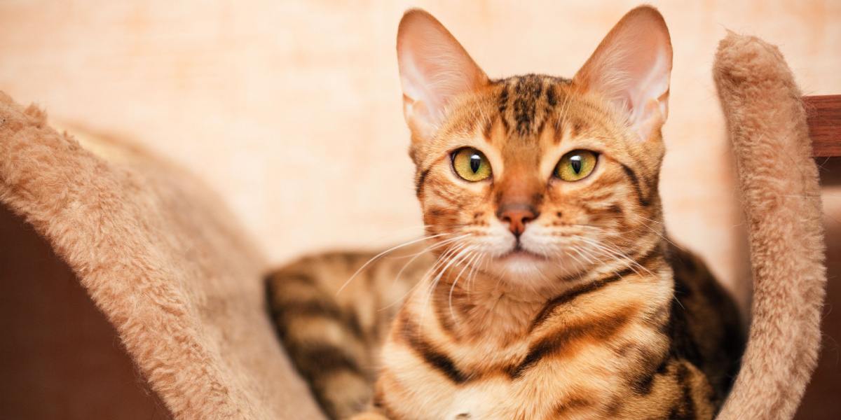 Cautivadora imagen de un gato de Bengala, que muestra sus cautivadoras marcas en roseta y su pelaje vibrante, capturando la apariencia distintiva y atractiva de la raza.