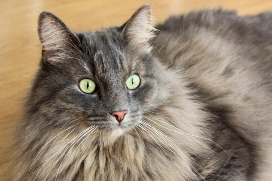 10 Datos fascinantes sobre el cerebro de los gatos