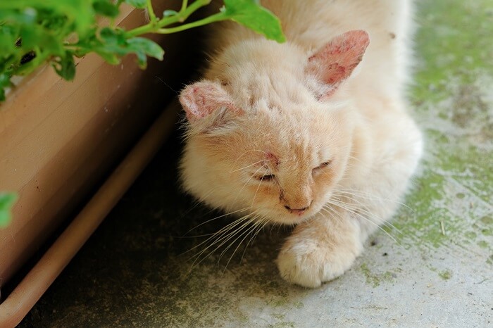 gato infectado por un hongo