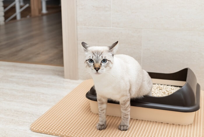 Gato dentro de una caja de arena