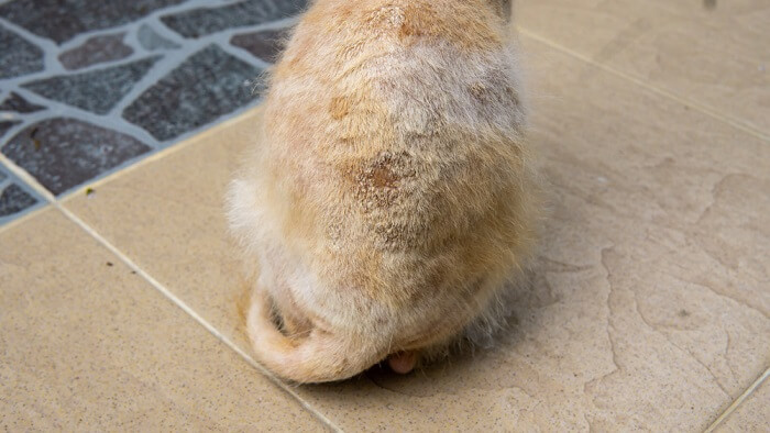 Gato que sufre de una infección por hongos