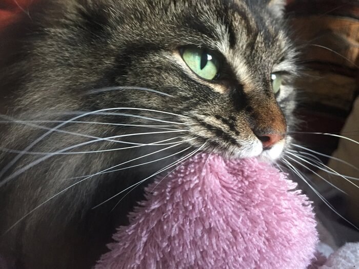 Imagen de un gato mamando de una manta, lo que refleja una acción reconfortante y auto tranquilizadora que recuerda a la etapa de gatito.