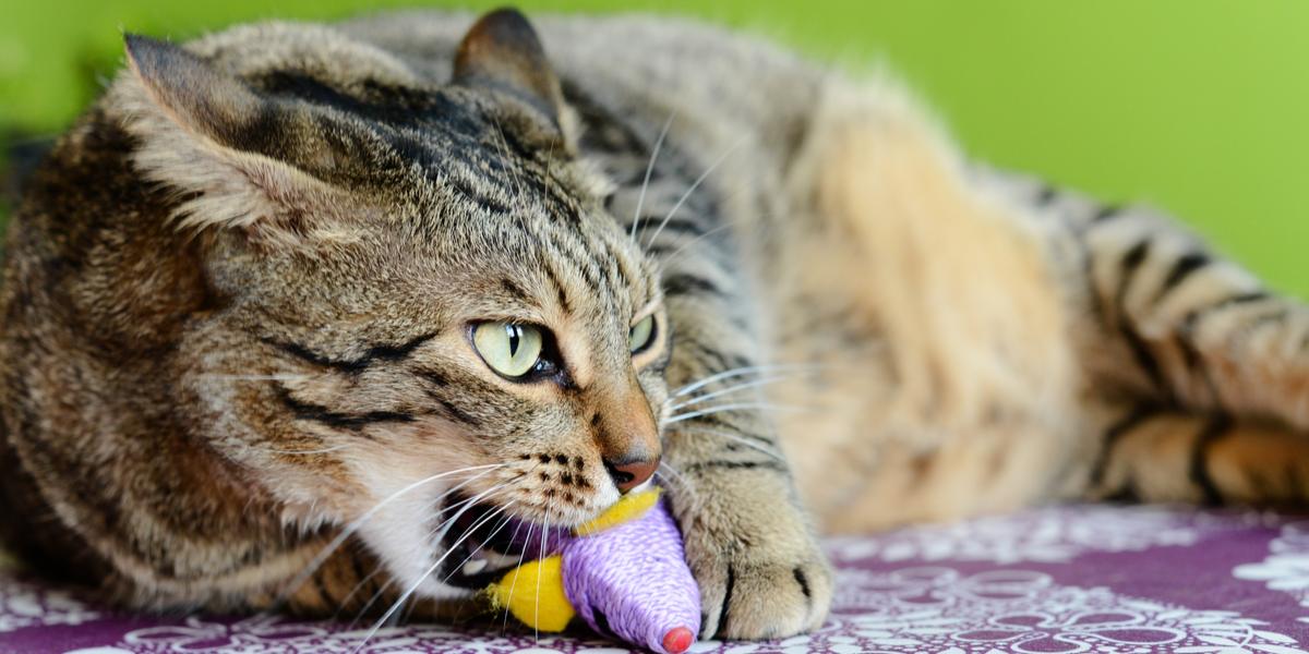 Imagen que captura a un gato mamando, un instinto natural que a menudo se manifiesta como una acción reconfortante y que recuerda a la etapa de gatito.