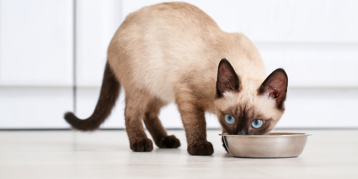 cat feeding guide