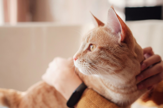 La ciencia confirma que las personas que tienen gatos son más saludables