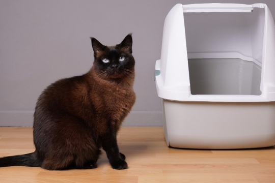 6 Razones comunes por las que los gatos orinan fuera de la caja de arena