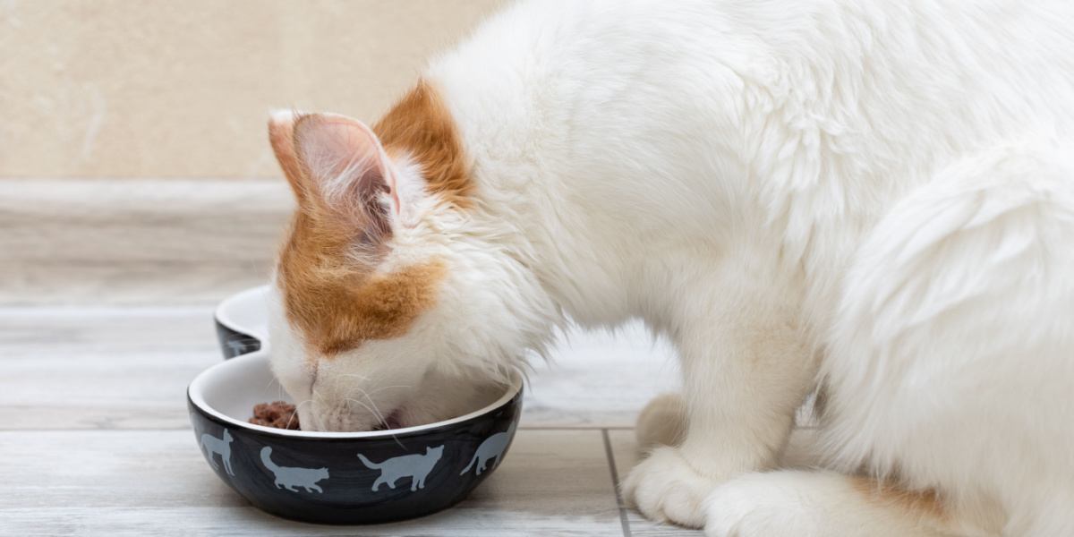 Pequeño gatito come comida de un tazón