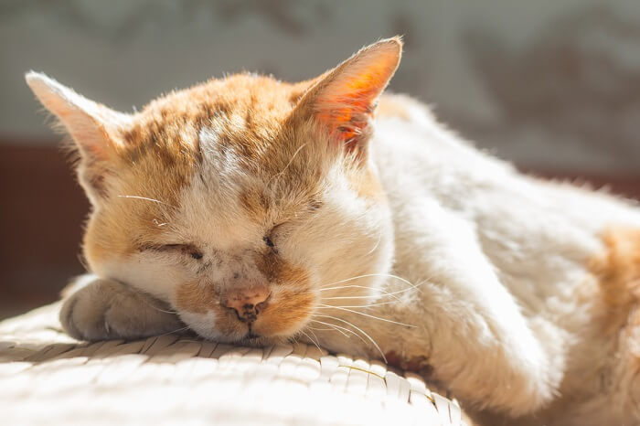 Causas de la piómetra en los gatos