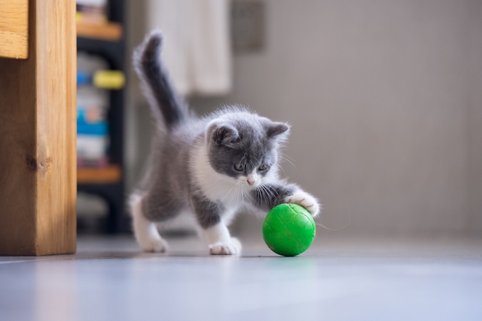 Imagen cautivadora de un gatito juguetón, que encarna la energía y la curiosidad juveniles mientras participa en un juego interactivo.