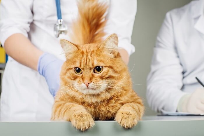 Imagen de un veterinario atendiendo a un gato.