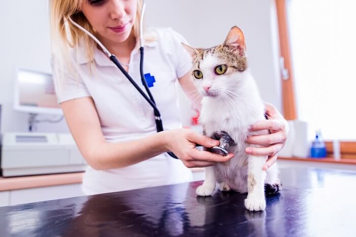 Imagen de un veterinario examinando el estómago de un gato.