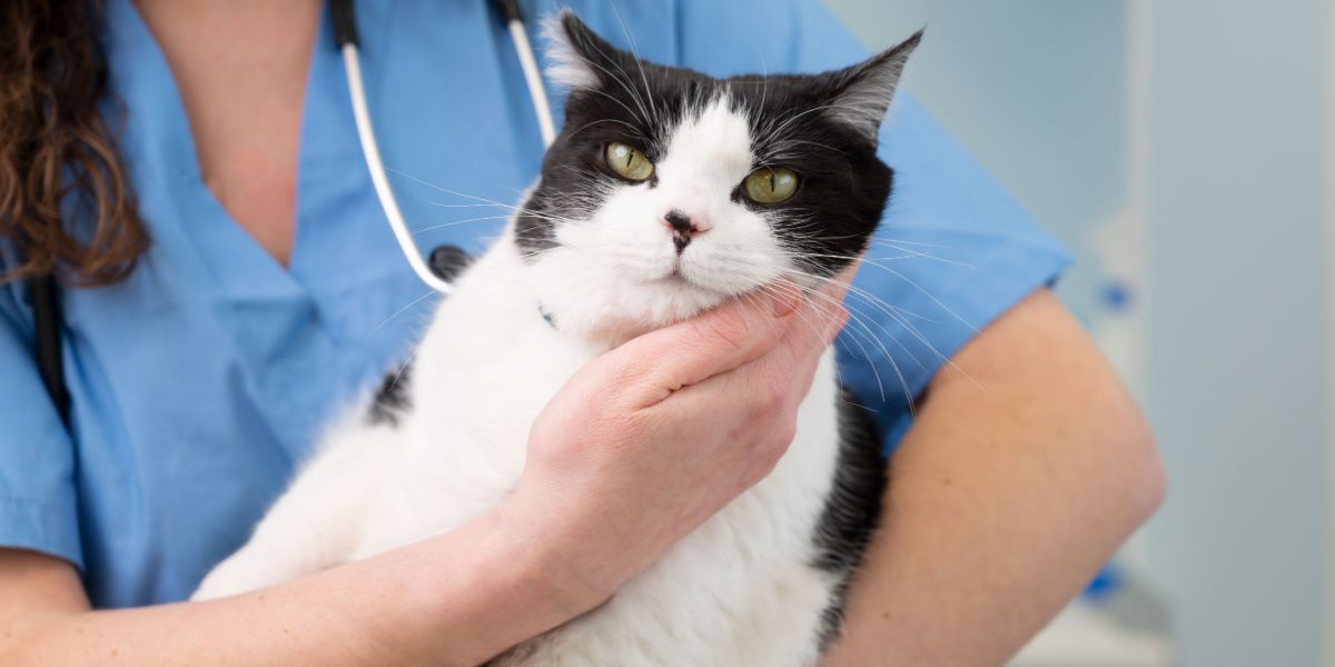 El veterinario sostiene un lindo gato blanco.