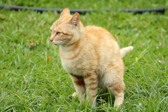 ¿Por qué mi gato no tapa sus heces? Las 6 principales causas explicadas