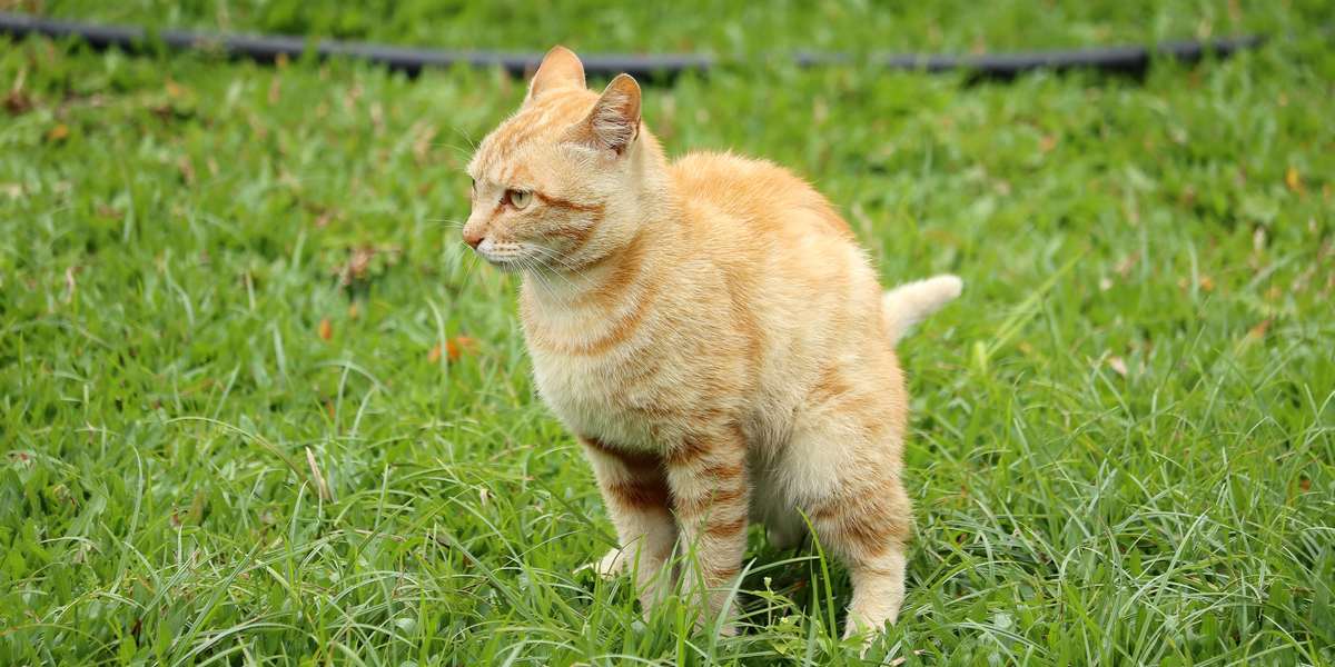 Imagen de un gato cubriendo su caca después de defecar.