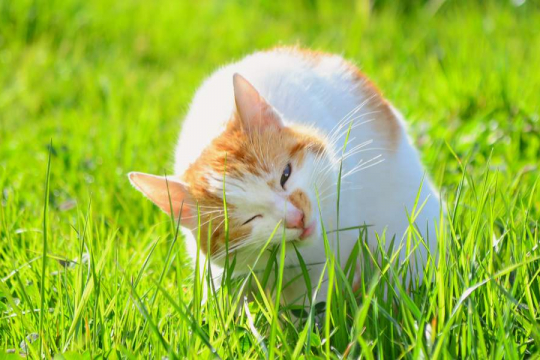 ¿Por qué los gatos comen hierba? ¿Deberíamos preocuparnos?