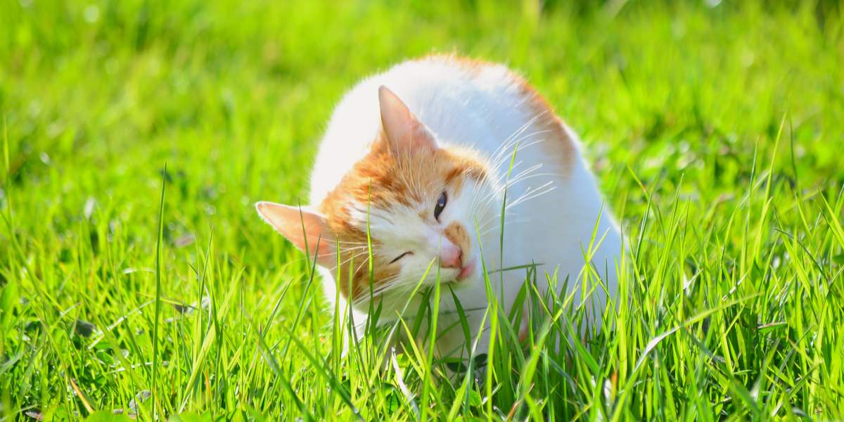 Una imagen de un gato mordisqueando hierba, mostrando su comportamiento natural de comer verduras como una posible ayuda para la digestión o un comportamiento instintivo.