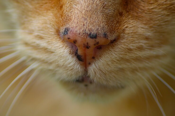 Una imagen de primer plano de la cara de un gato adornada con entrañables pecas, que le dan una apariencia única y encantadora.