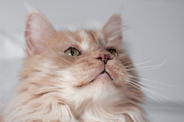 Una imagen cautivadora de la cara de un gato, adornada con encantadoras pecas en su nariz y almohadillas de bigotes, agregando un toque de singularidad a su adorable rostro.