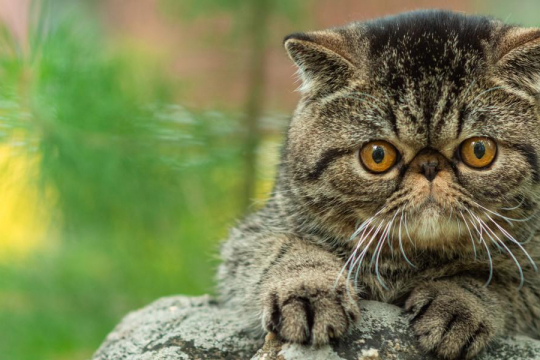 Las 10 cosas que más odian los gatos