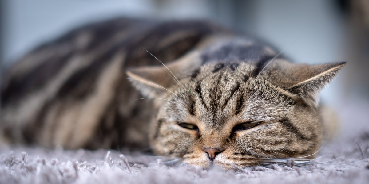 Gato letárgico y durmiendo en un suelo con alfombra.