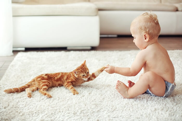 Una adorable imagen de un gato y un bebé dándose la mano, que simboliza una interacción encantadora y gentil entre los dos.