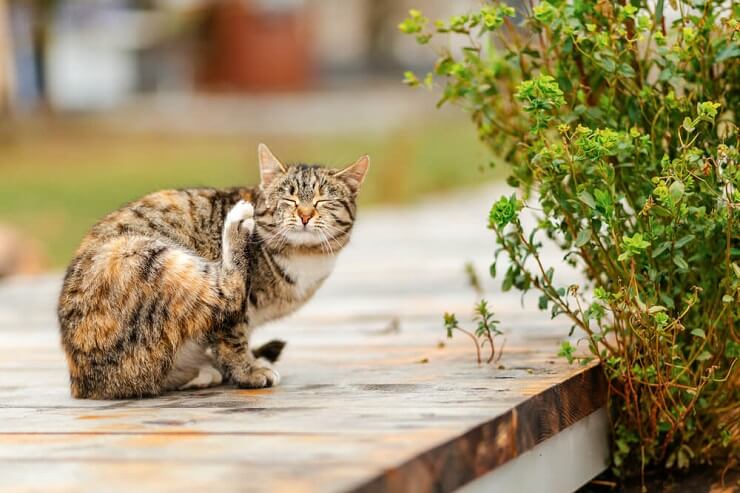 Efectos secundarios de Frontline Plus para gatos