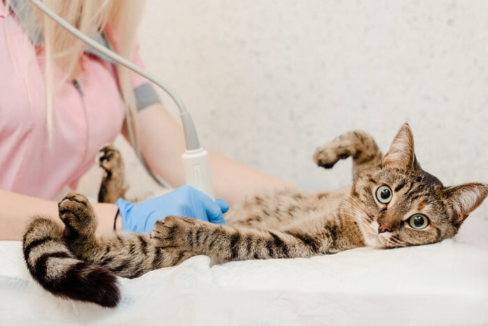 Examen de ecografía de un gato.