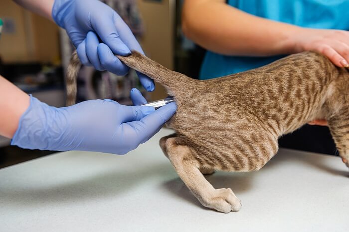 Una persona controla la temperatura de un gato, un procedimiento veterinario común para evaluar la salud felina.