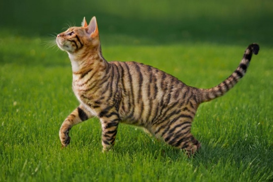 ¿Qué tan inteligentes son los gatos? La ciencia tiene una respuesta