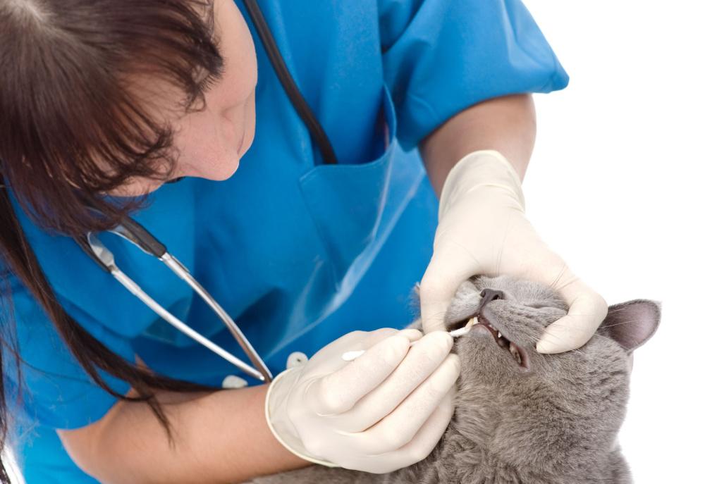 Su gato debe someterse a un control dental con un veterinario periódicamente, al menos una vez al año.